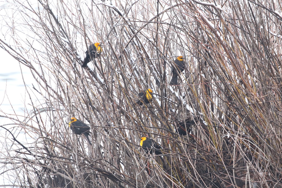 Yellow-headed Blackbird - ML620637049