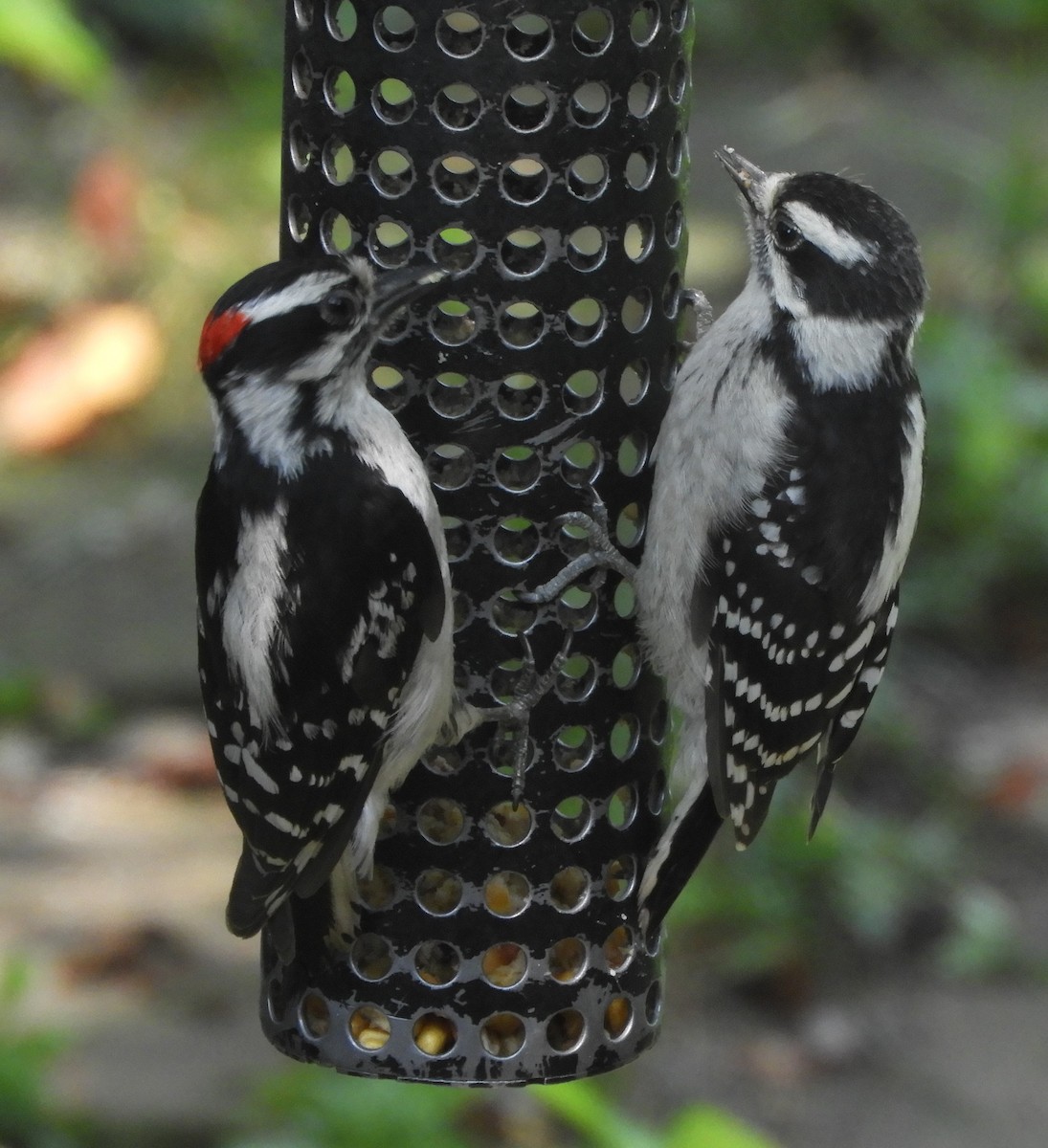 Downy Woodpecker - ML620637051