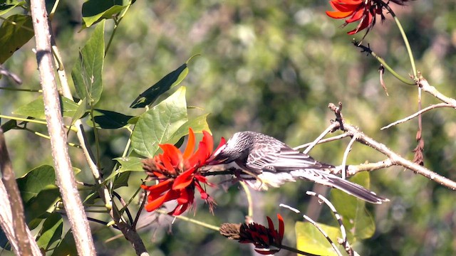 Red Wattlebird - ML620637052