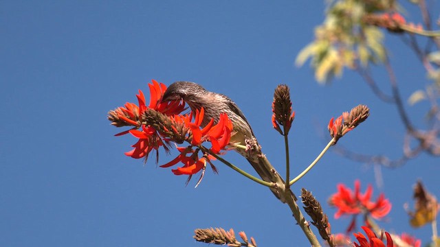 Red Wattlebird - ML620637053