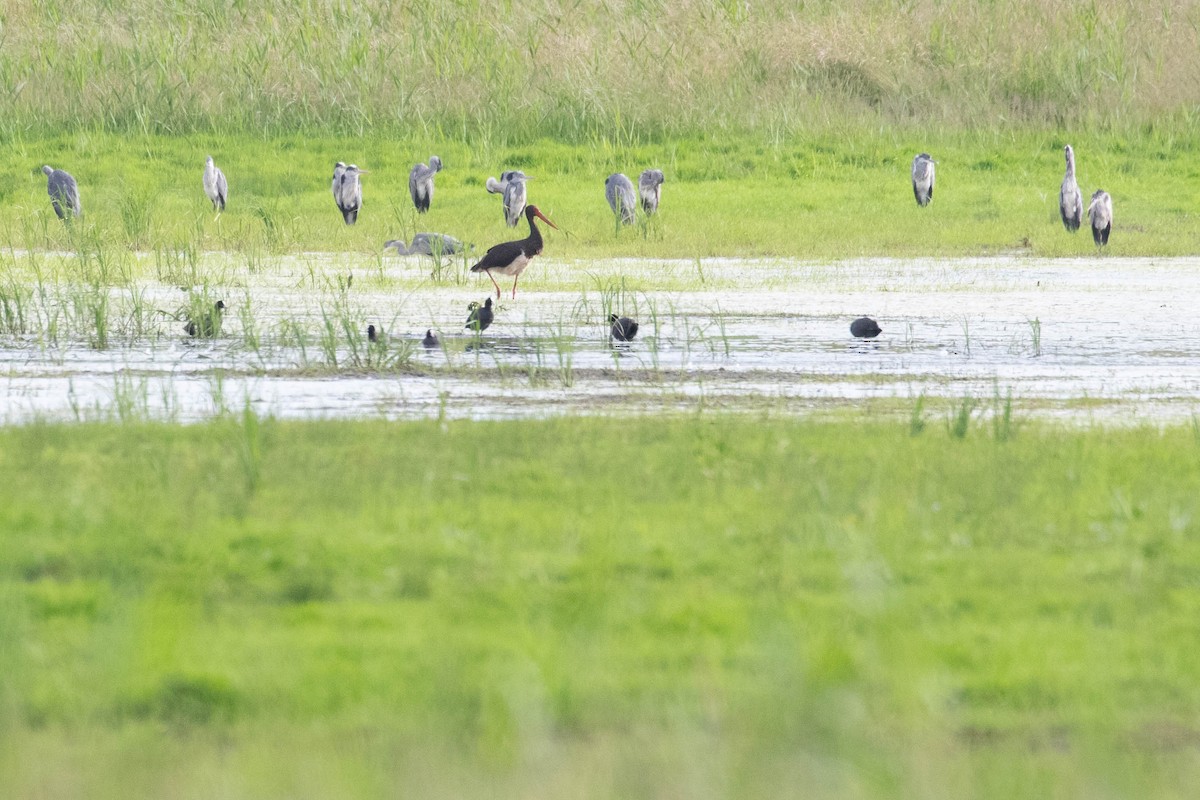 Black Stork - ML620637054