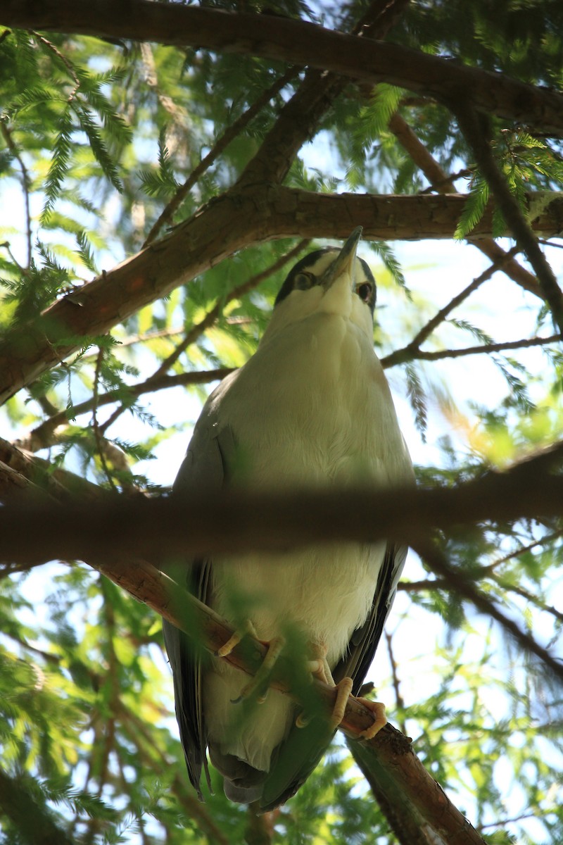 Black-crowned Night Heron - ML620637068