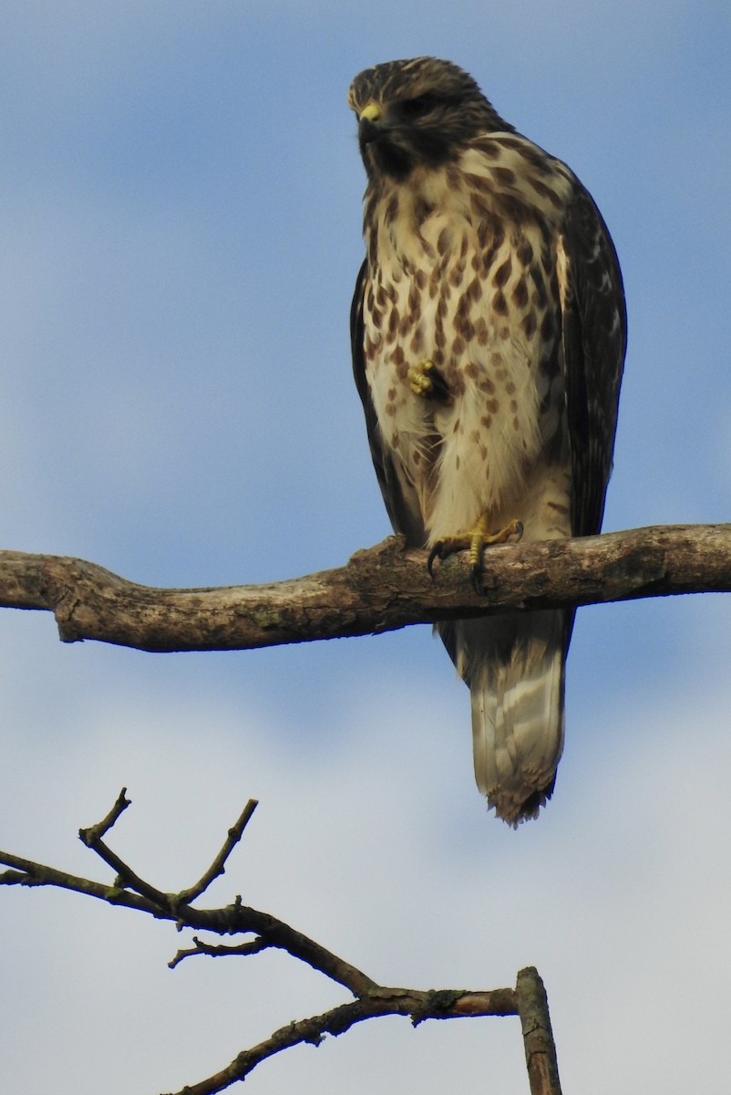 Red-shouldered Hawk - Rebecca Trimble