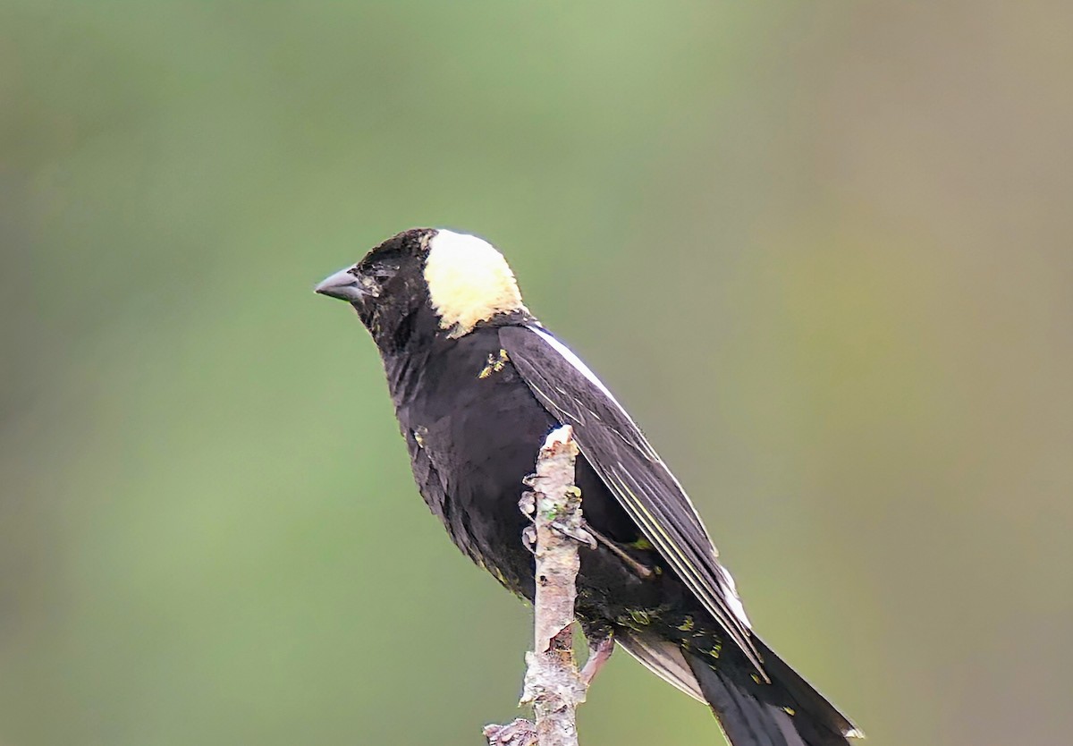 bobolink americký - ML620637077