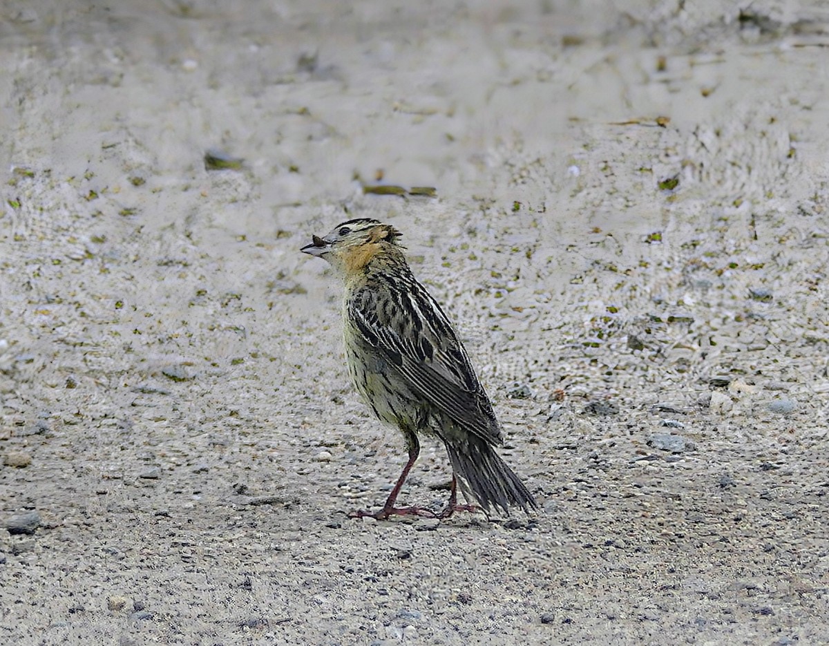 bobolink americký - ML620637078