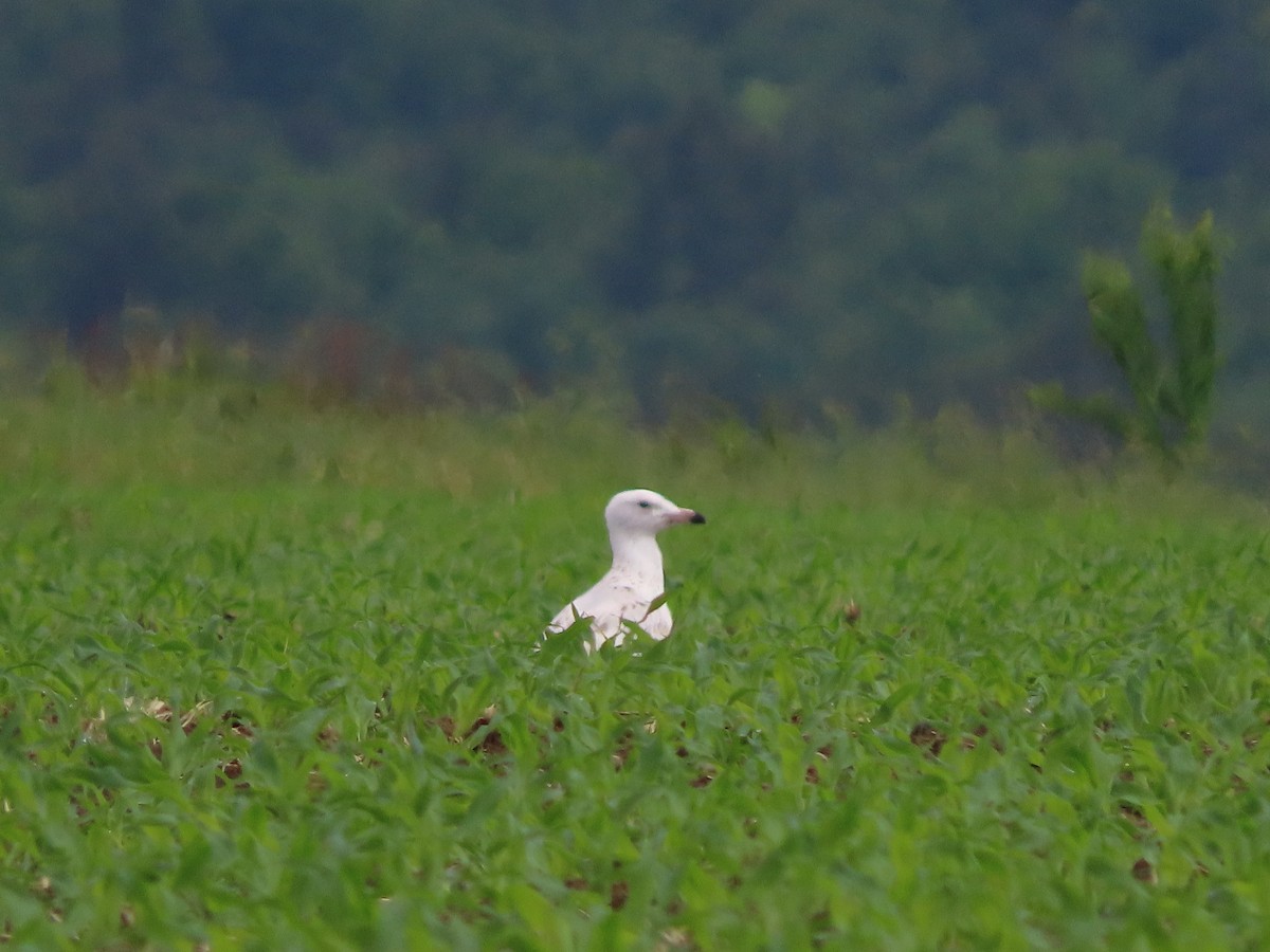 gull sp. - ML620637082