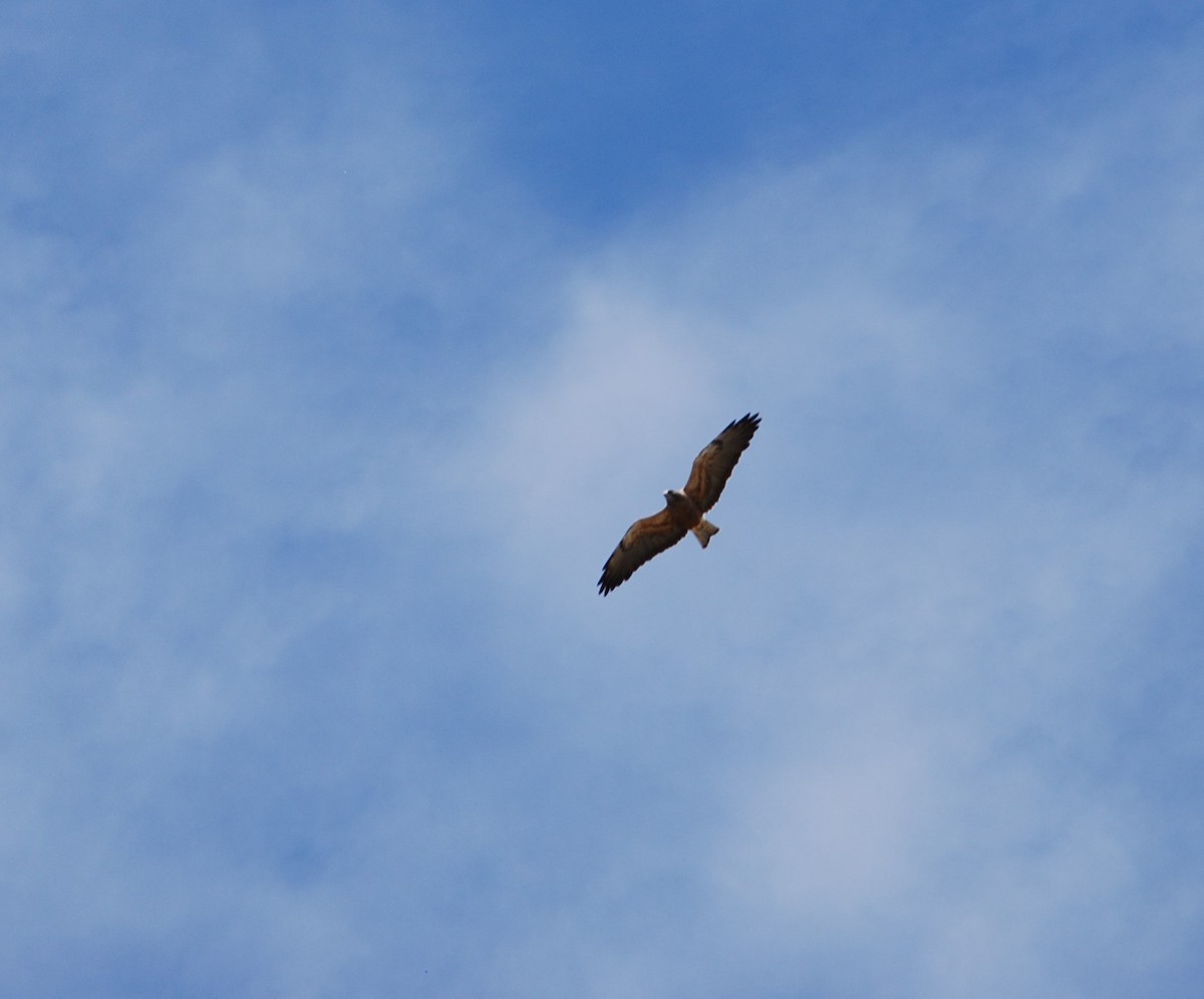 Red-tailed Hawk - ML620637083