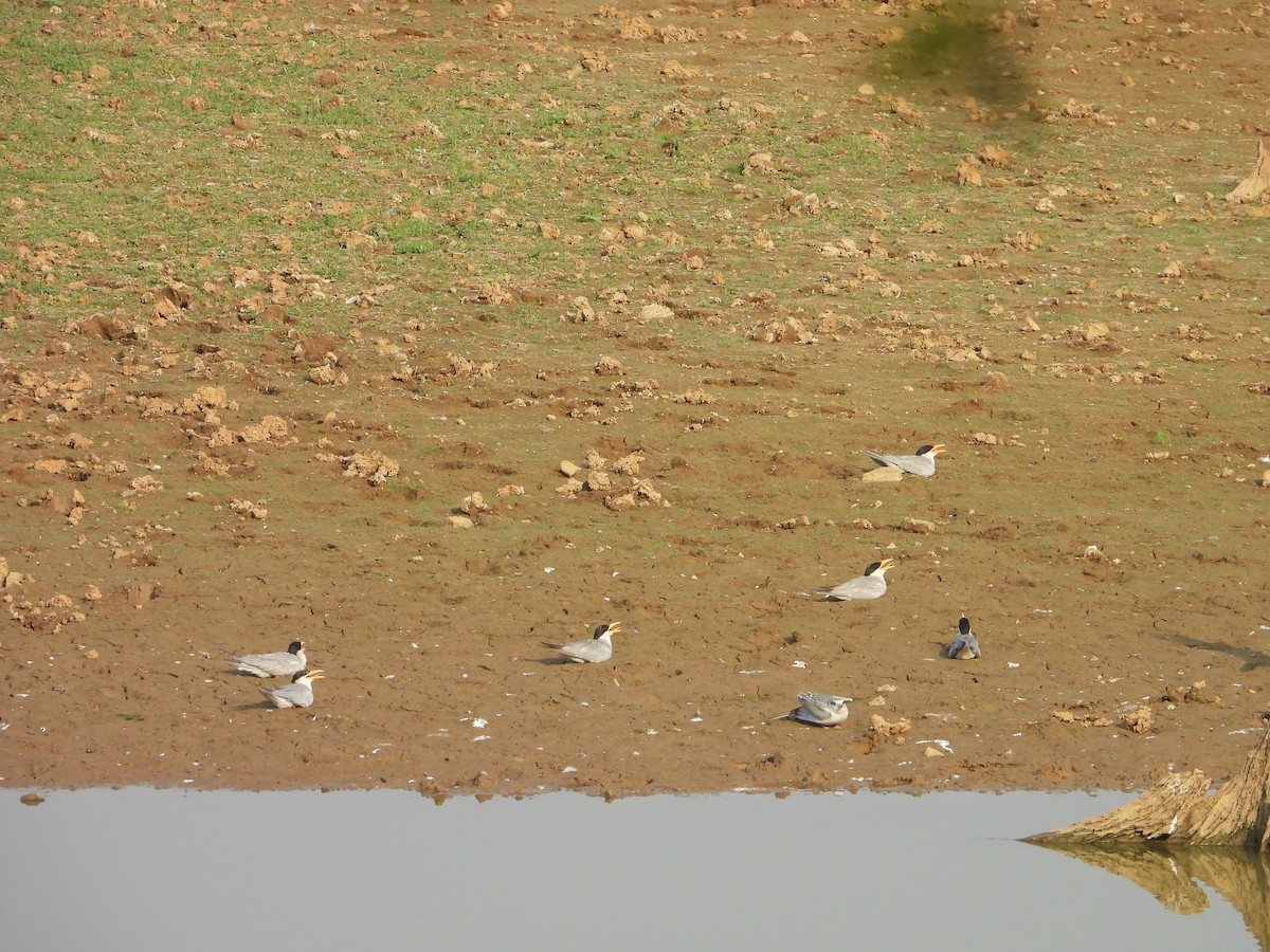 River Tern - juee khopkar