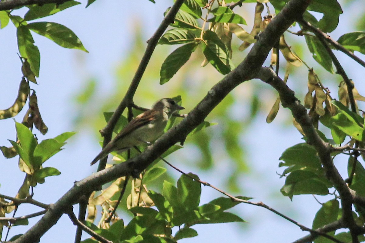 White-winged Becard - ML620637092