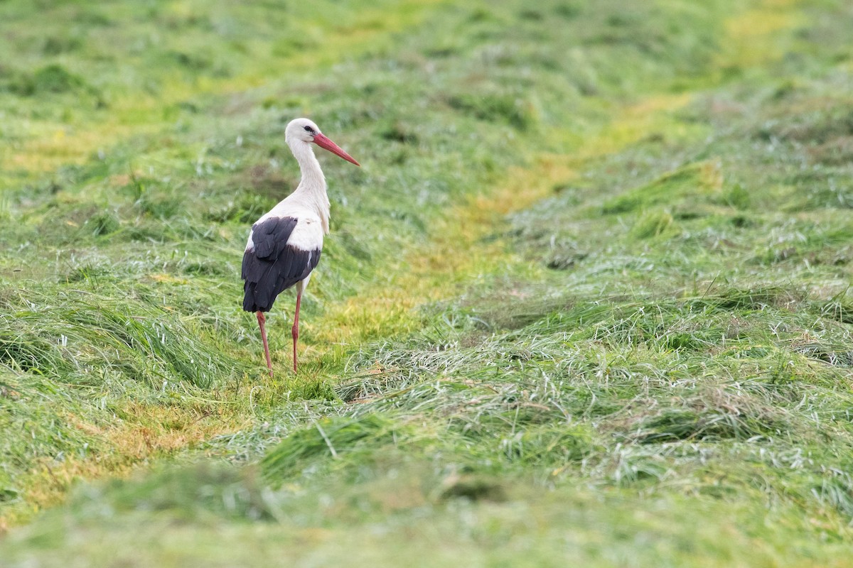 White Stork - ML620637093