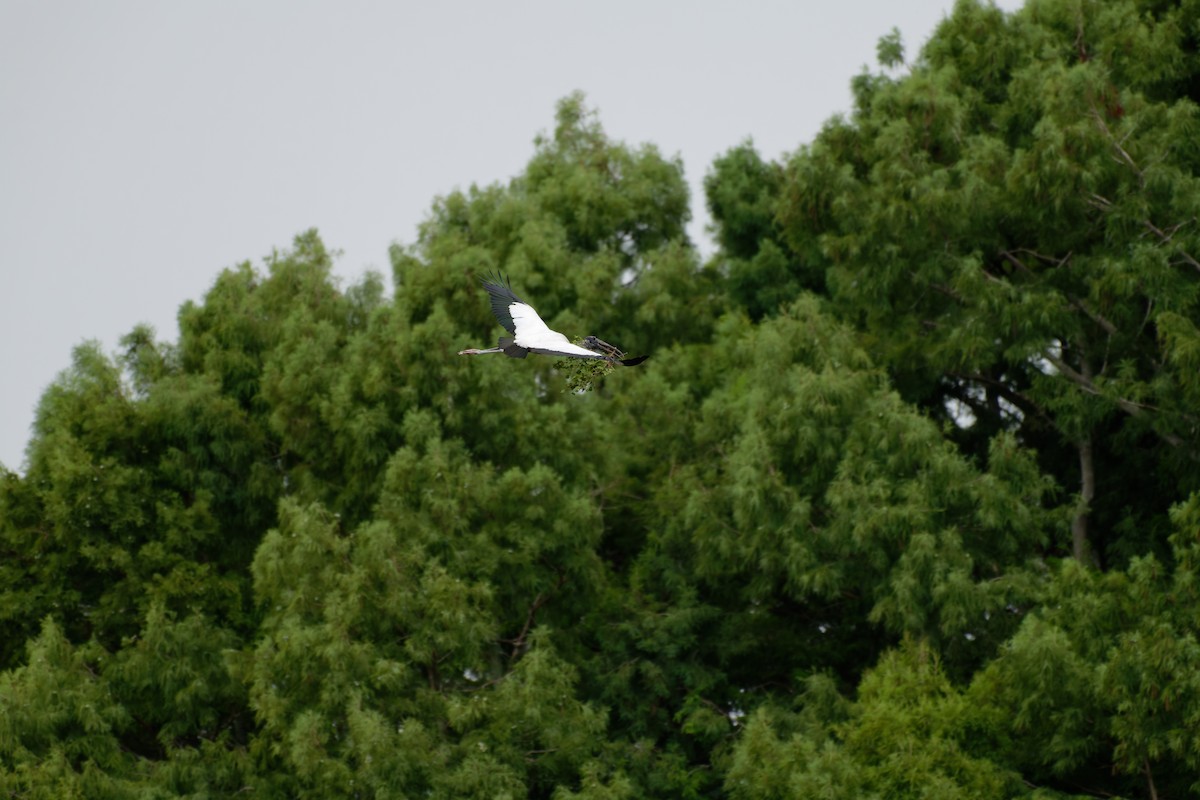 Wood Stork - ML620637095