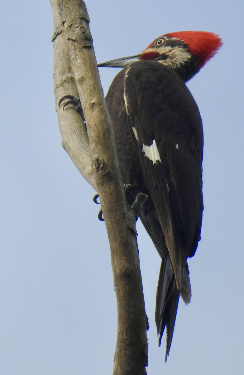 Pileated Woodpecker - ML620637096