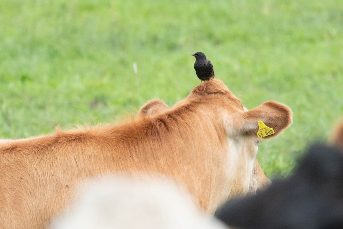 European Starling - ML620637099