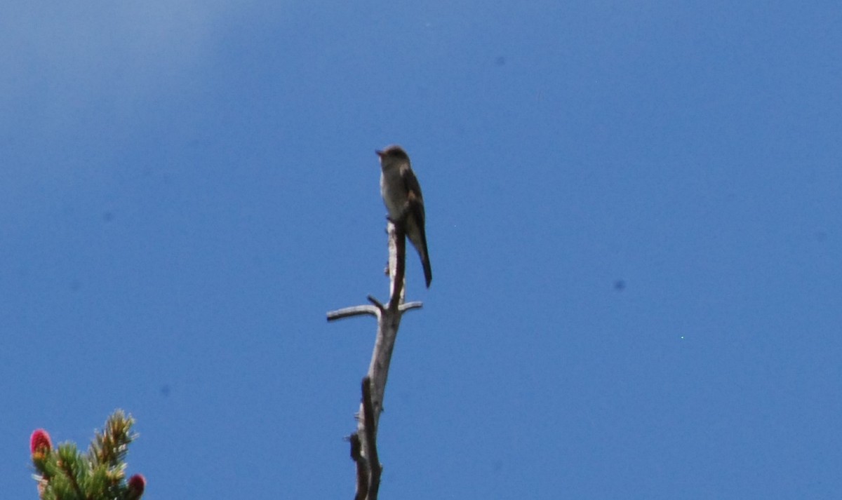 Olive-sided Flycatcher - ML620637103