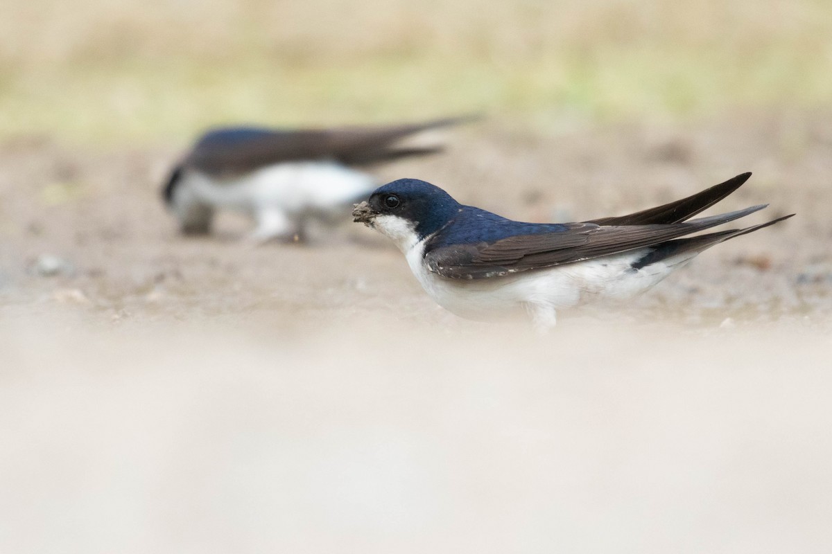 Western House-Martin - ML620637104