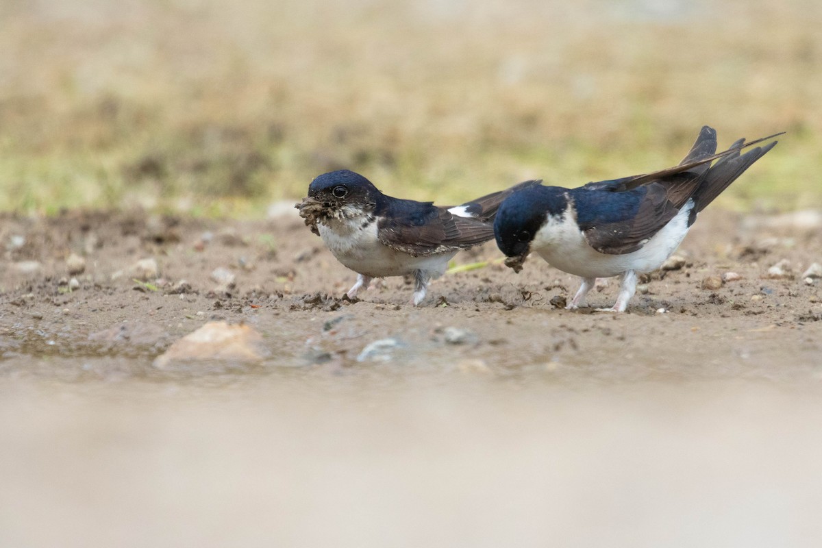 Western House-Martin - ML620637105
