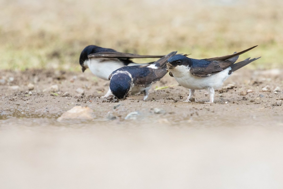 Western House-Martin - ML620637106