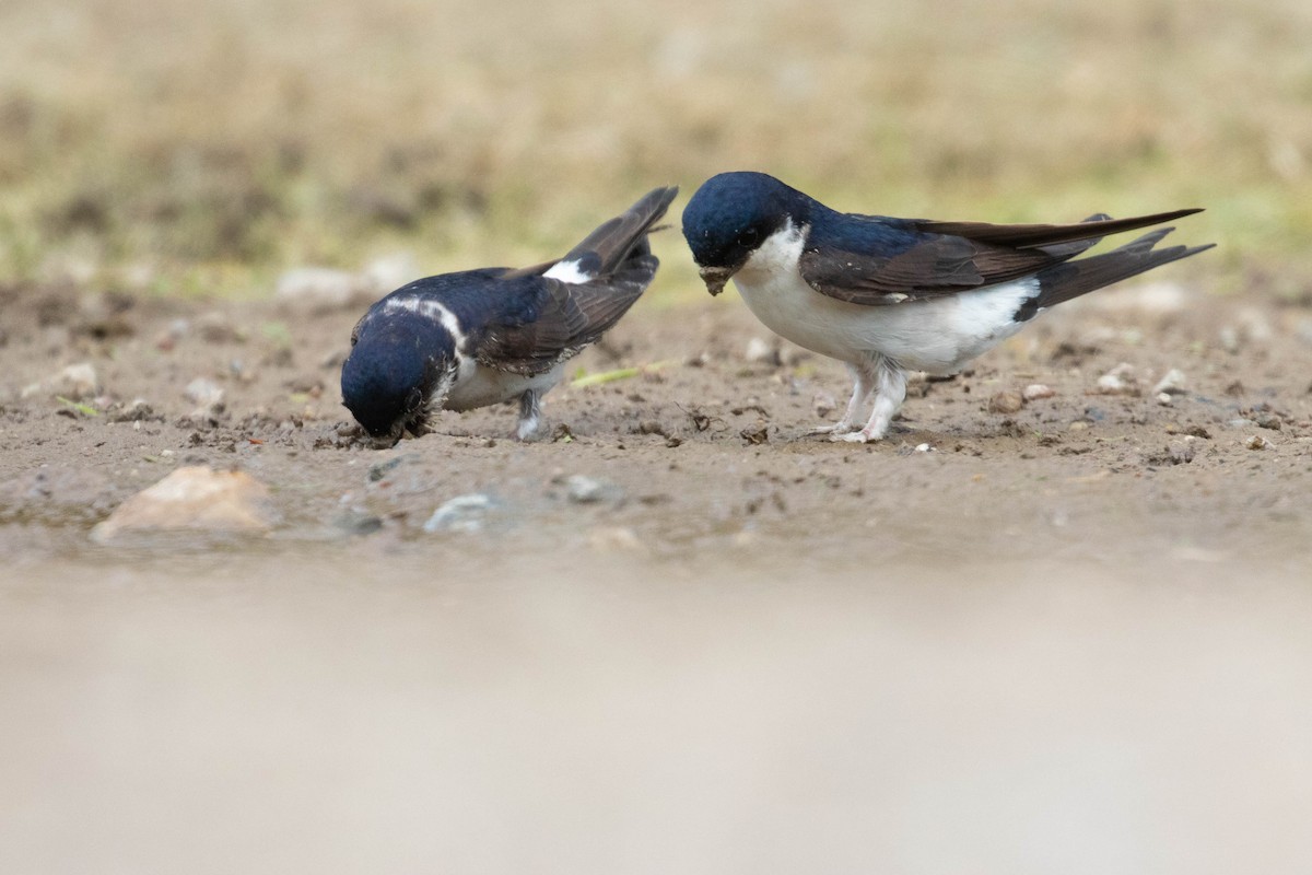 Western House-Martin - ML620637107