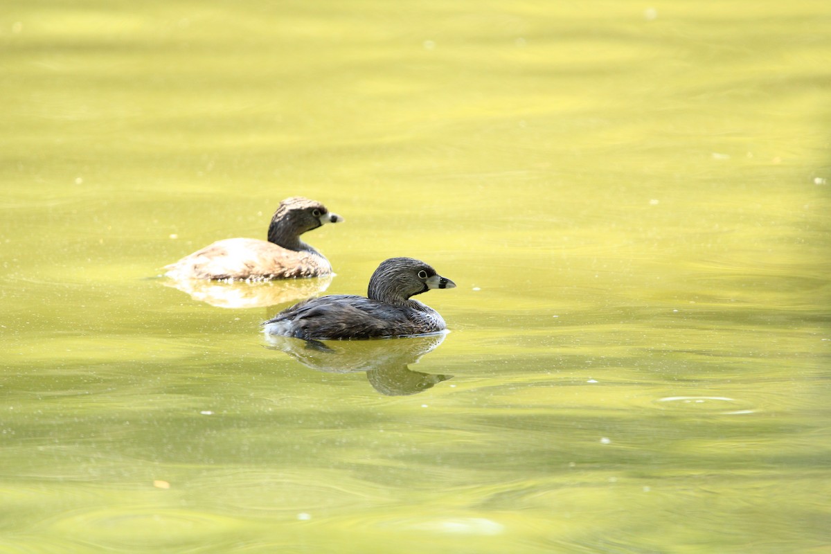 Pied-billed Grebe - ML620637112