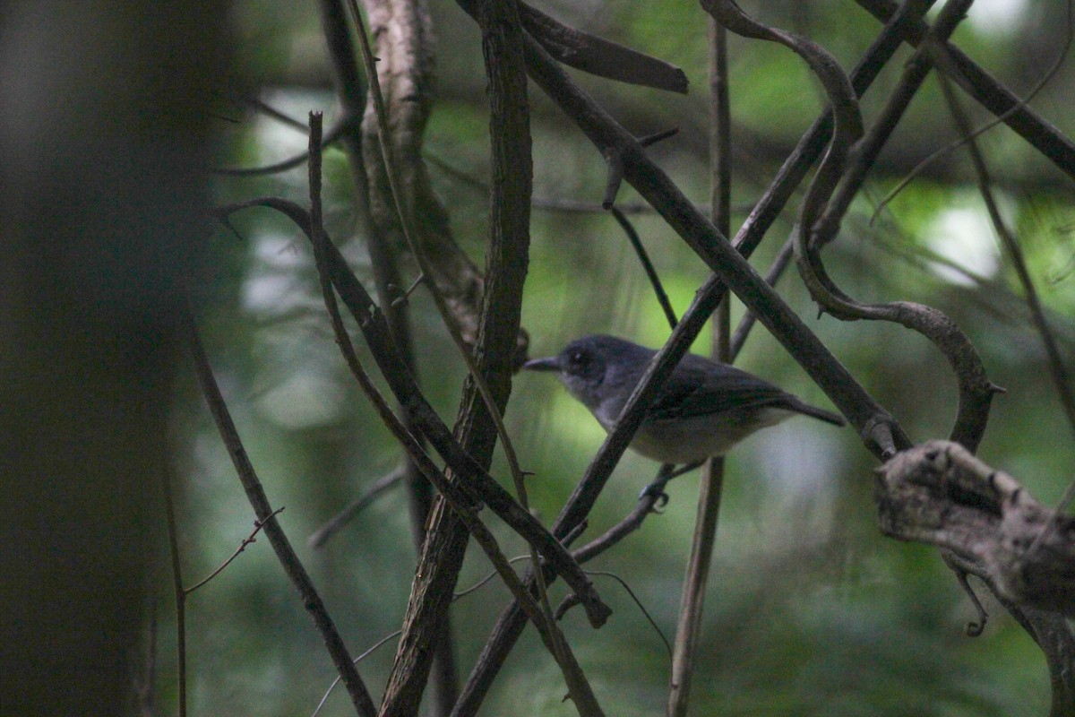 Plain Antvireo - ML620637119