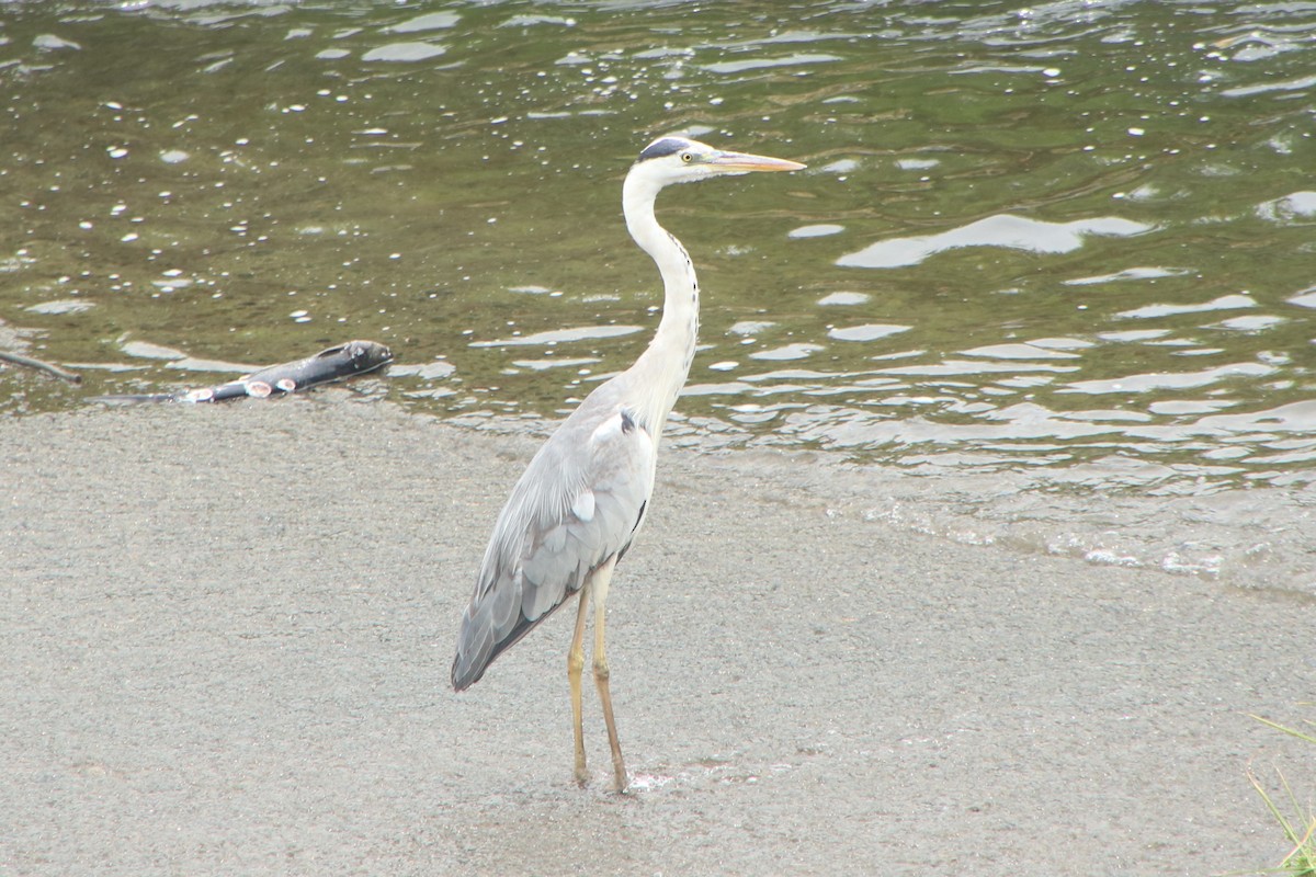 volavka popelavá (ssp. cinerea/jouyi) - ML620637122