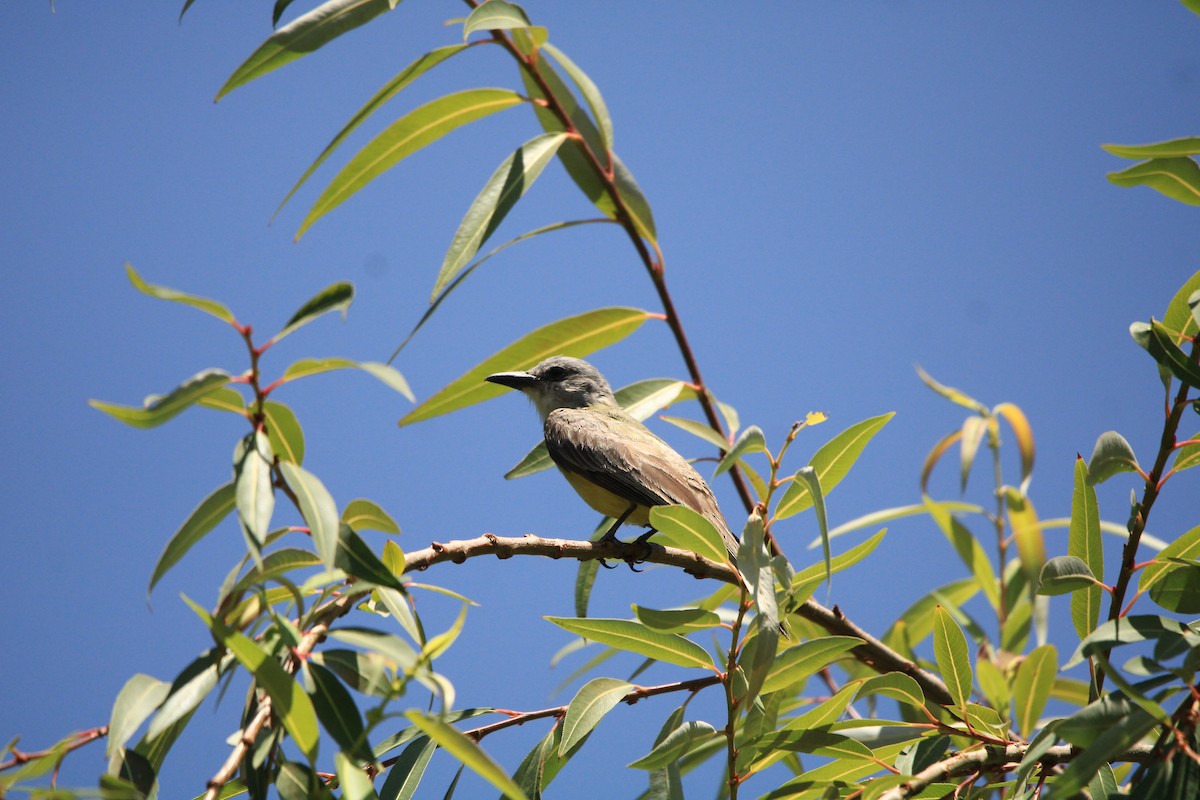 Tropical Kingbird - Alejandro Vidal