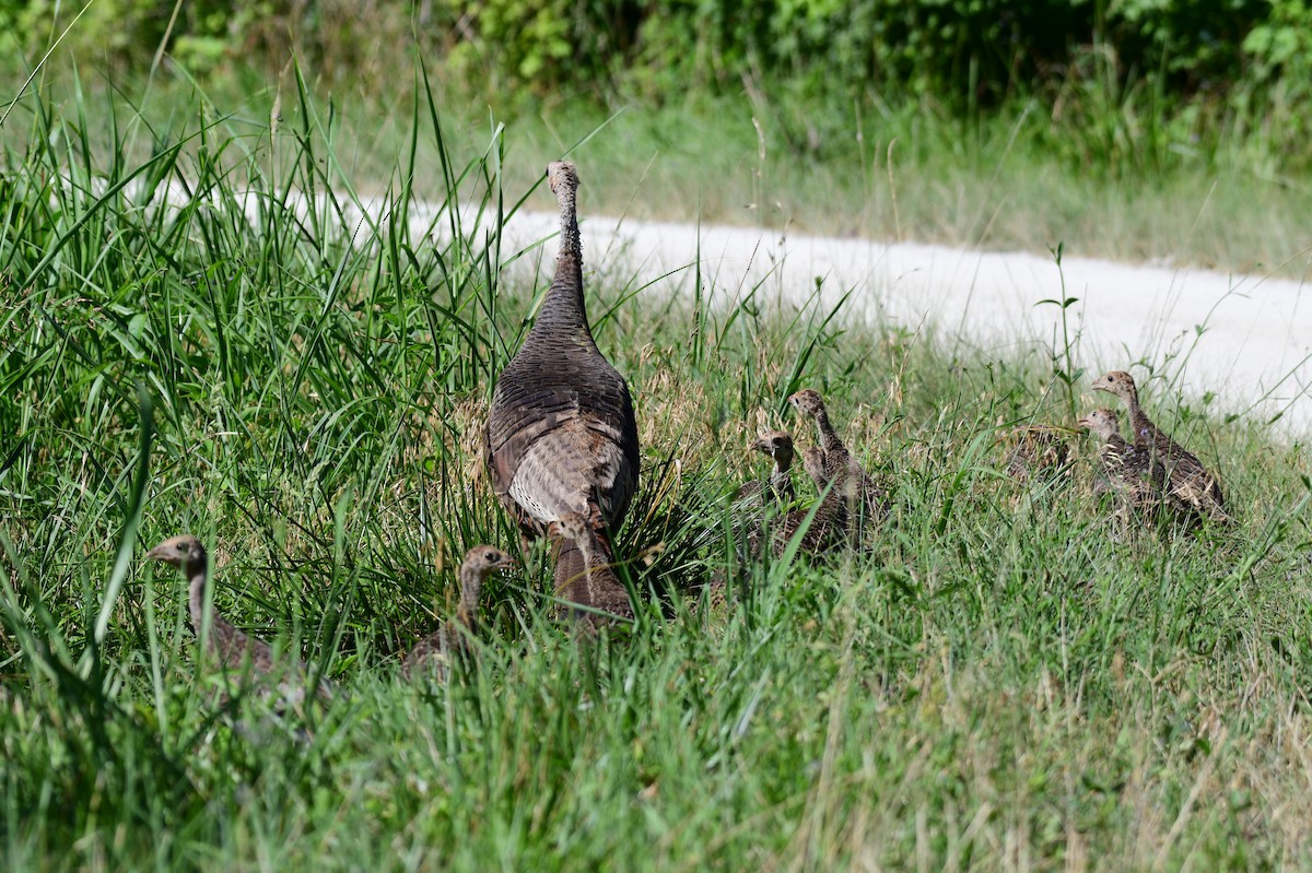 Wild Turkey - ML620637125