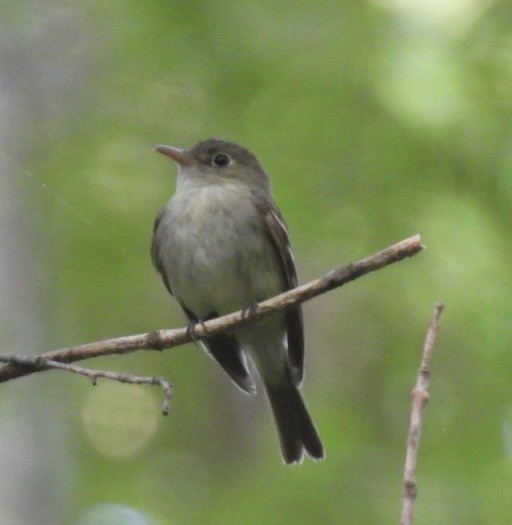 Acadian Flycatcher - ML620637126