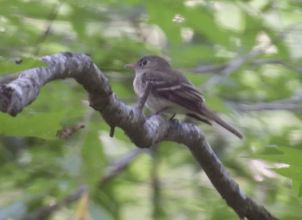 Acadian Flycatcher - ML620637127