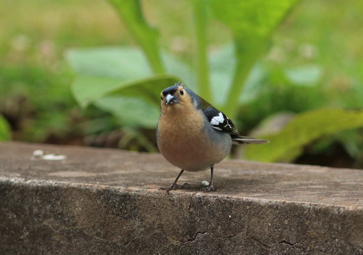 Madeira Chaffinch - ML620637128