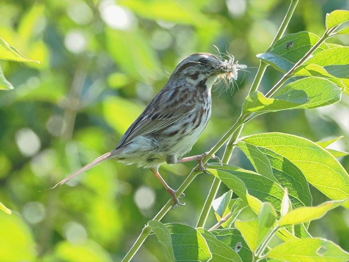 Song Sparrow - ML620637129