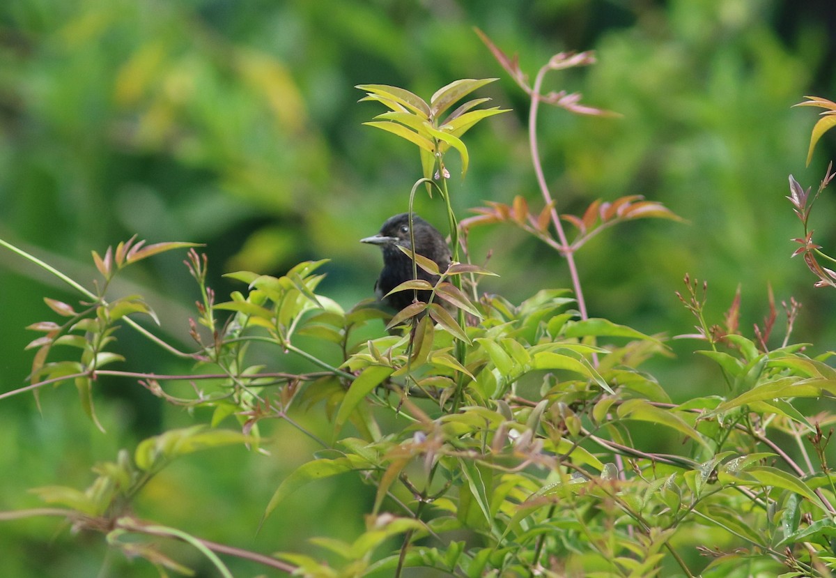 Eurasian Blackcap - ML620637132