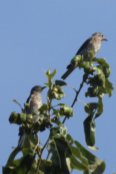 Eastern Bluebird - ML620637133