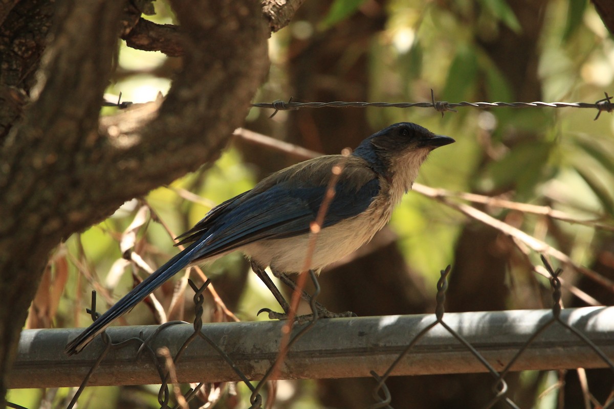 Woodhouse's Scrub-Jay - ML620637134