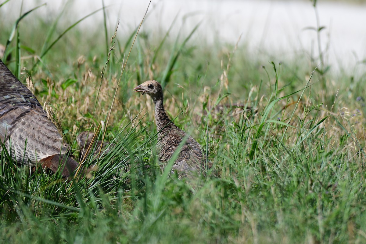 Wild Turkey - ML620637136