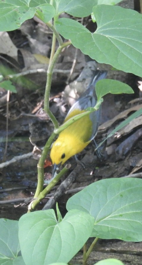 Prothonotary Warbler - Mia Burroughs