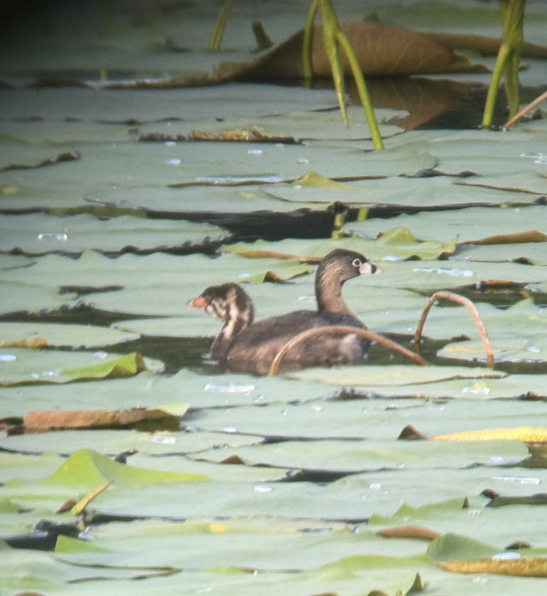 Pied-billed Grebe - ML620637139