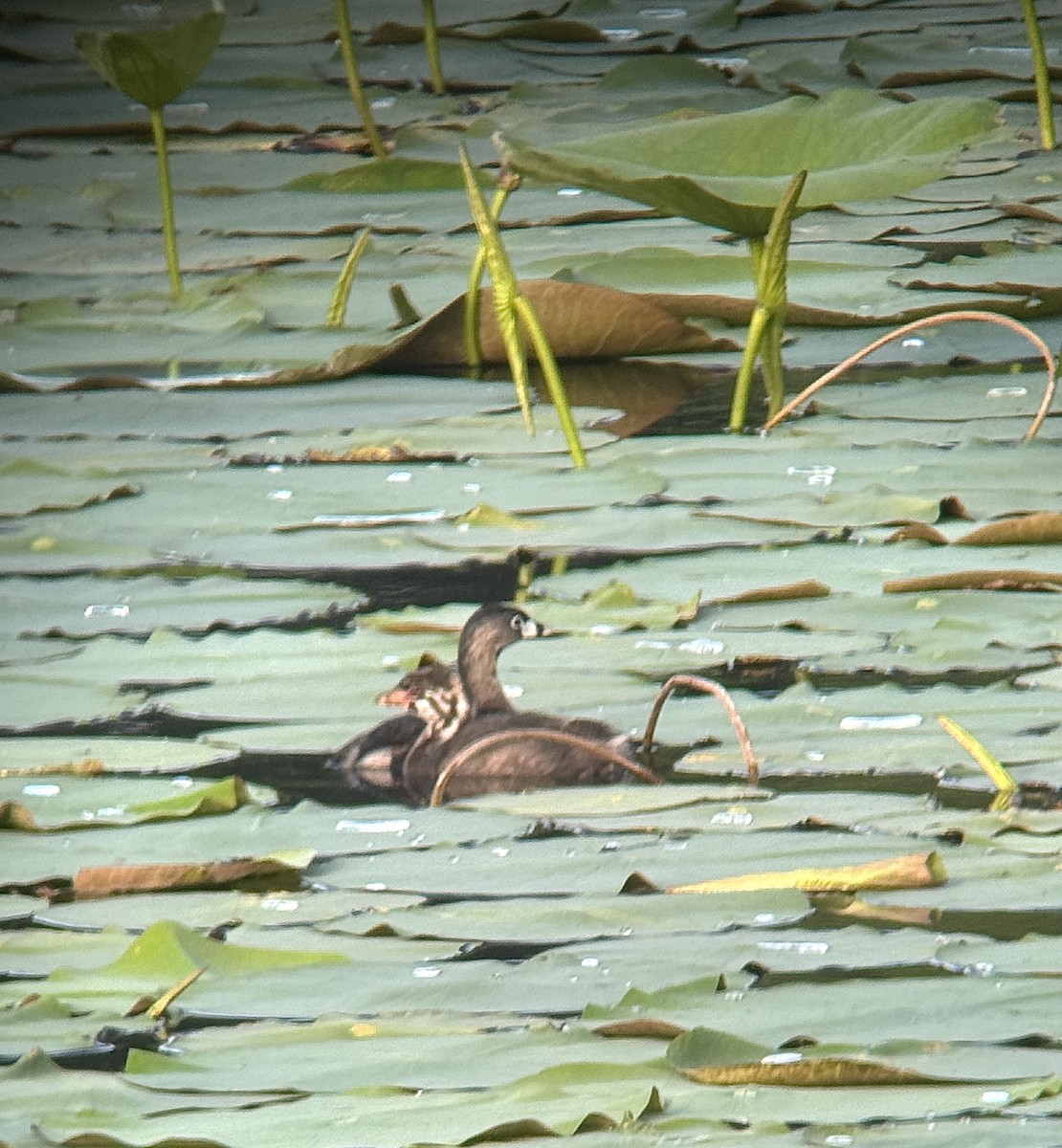 Pied-billed Grebe - ML620637140