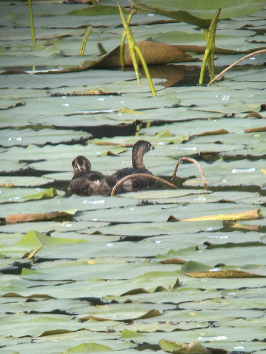 Pied-billed Grebe - ML620637146