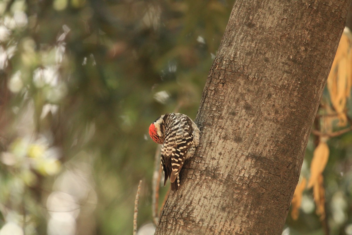 Ladder-backed Woodpecker - ML620637149