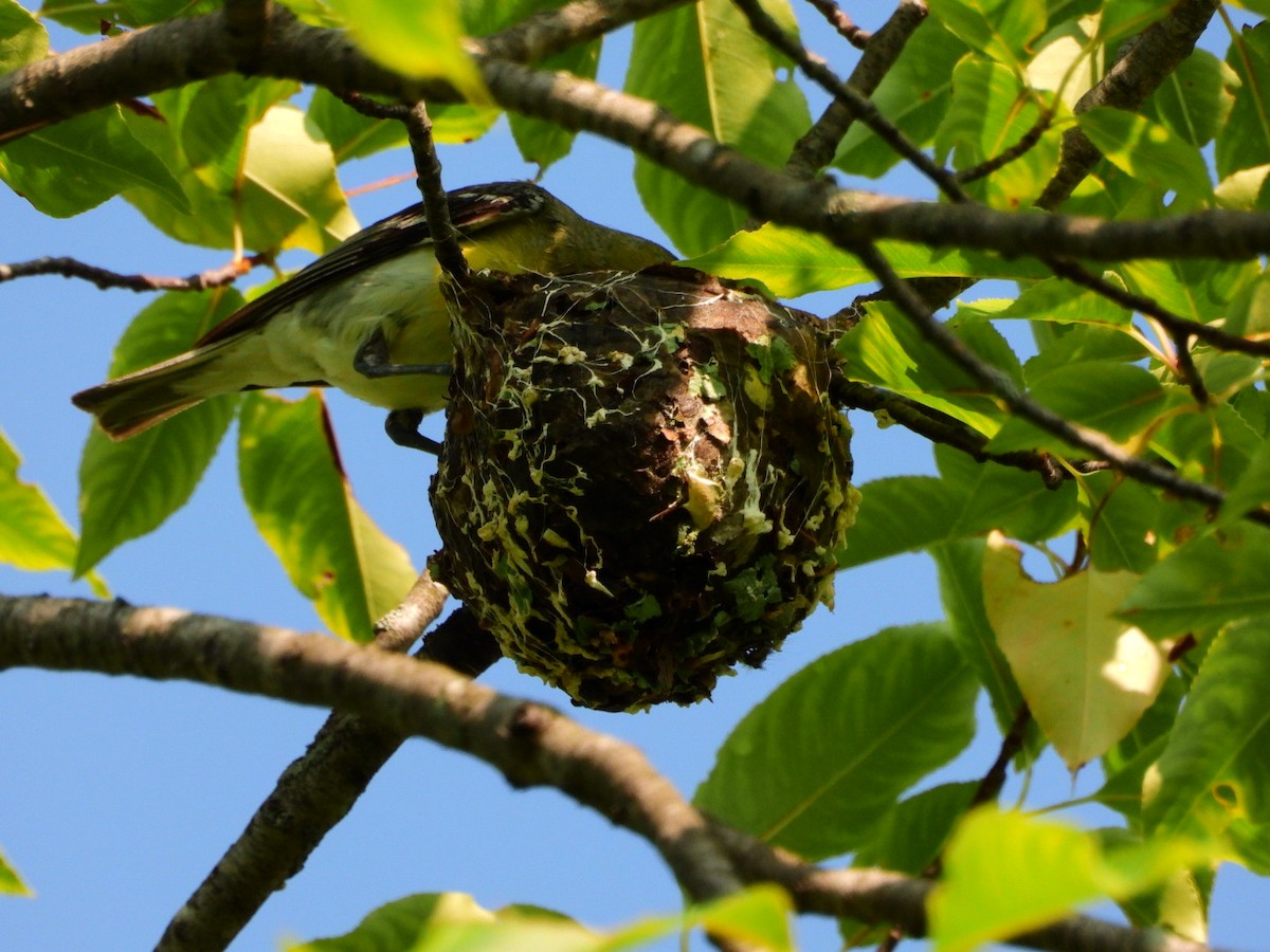 Gelbkehlvireo - ML620637151