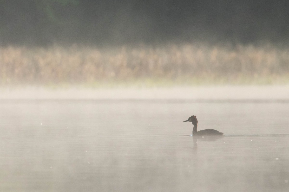 Great Crested Grebe - ML620637157