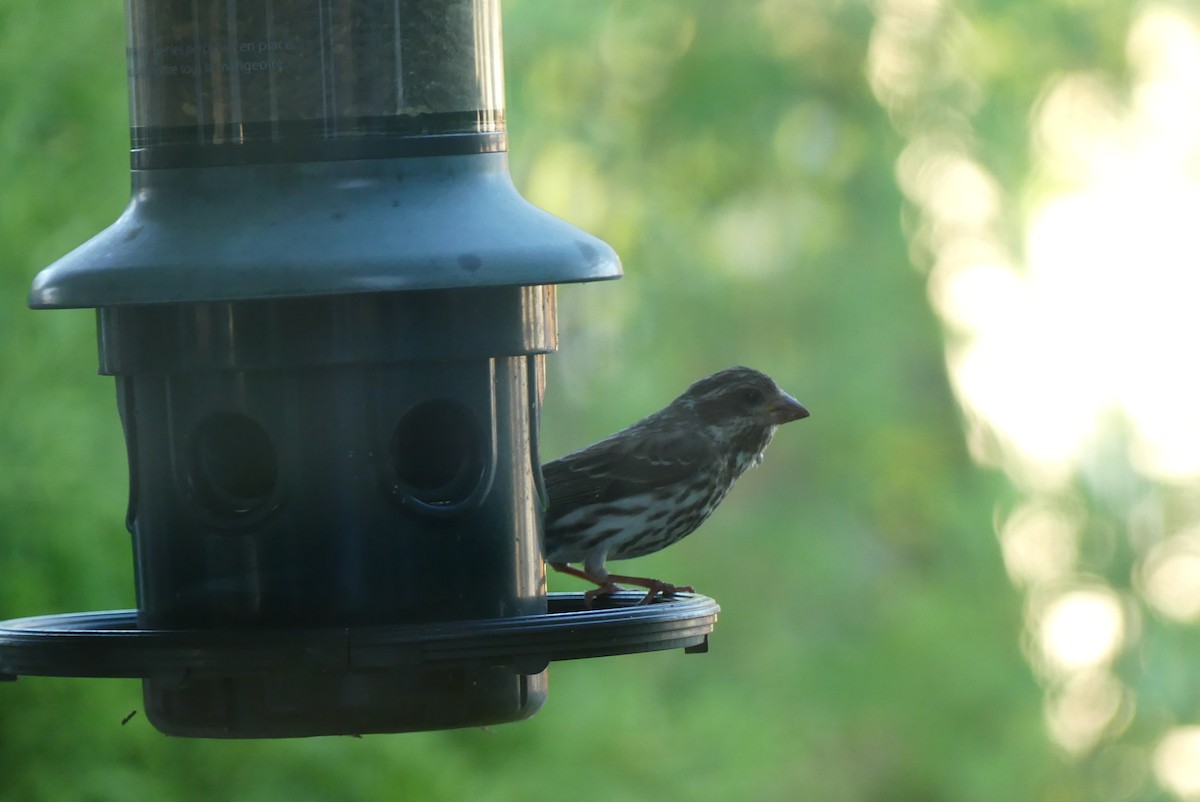 Purple Finch - Roland Bergeron