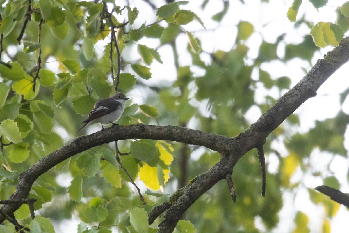 European Pied Flycatcher - ML620637160