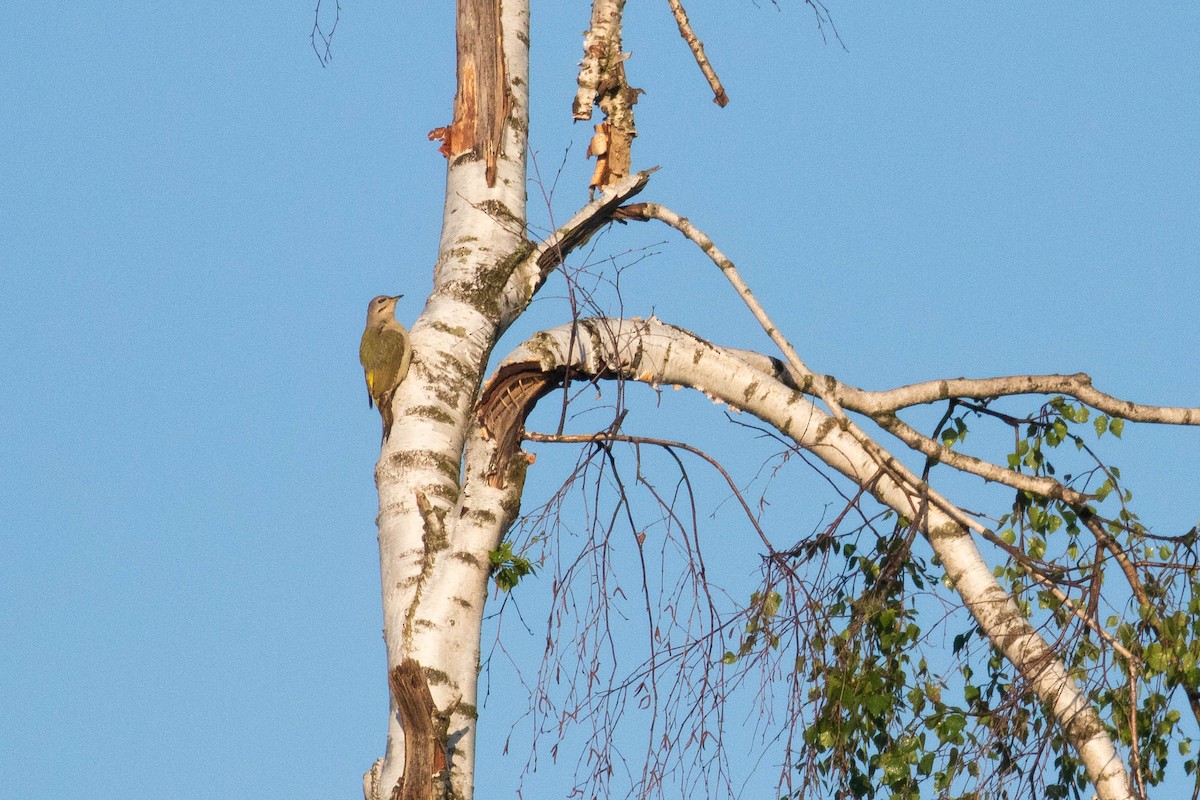 Gray-headed Woodpecker - ML620637162