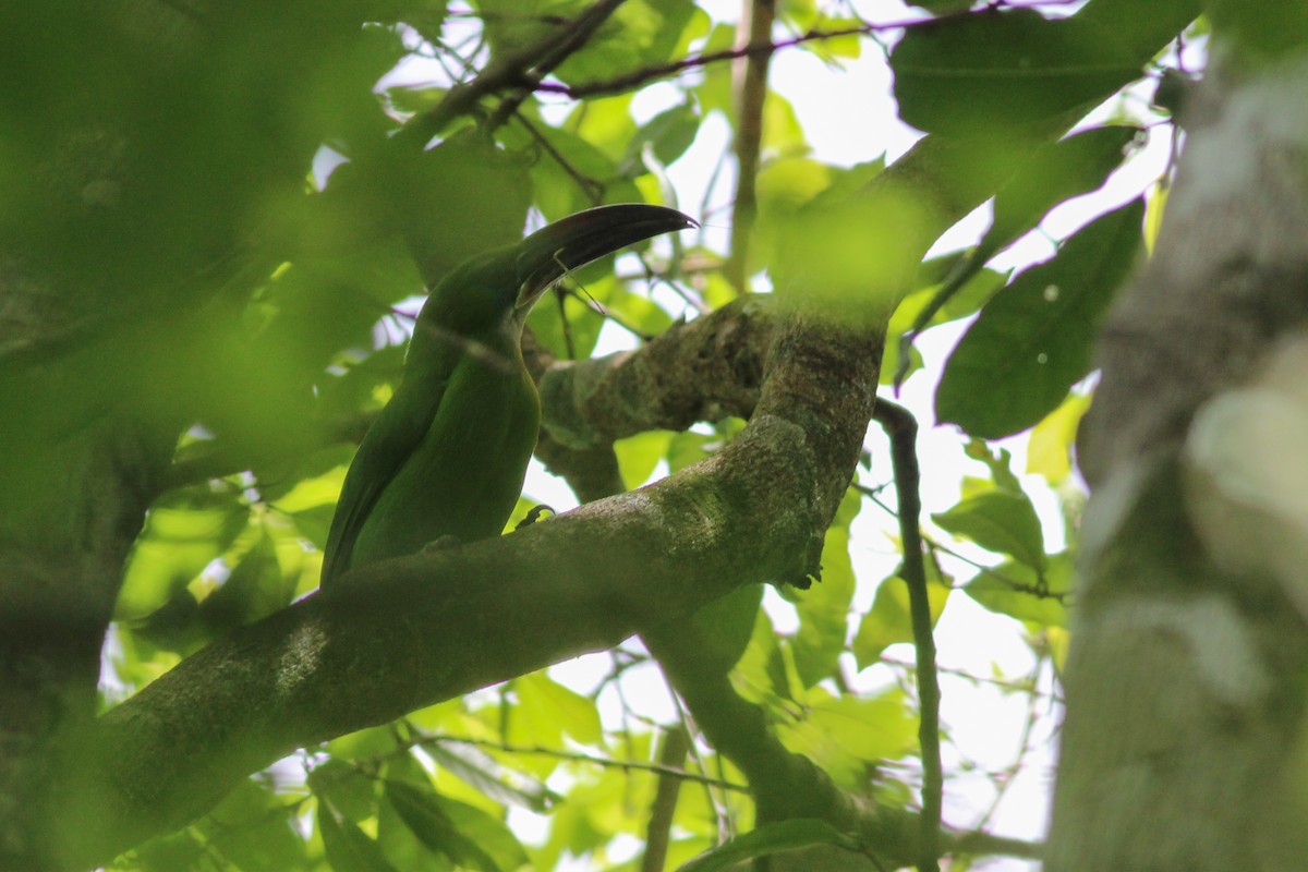 Toucanet à bec sillonné - ML620637167