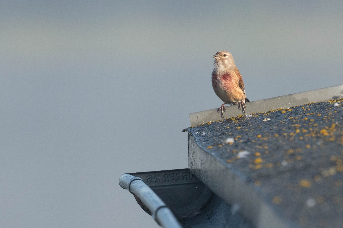 Eurasian Linnet - ML620637170