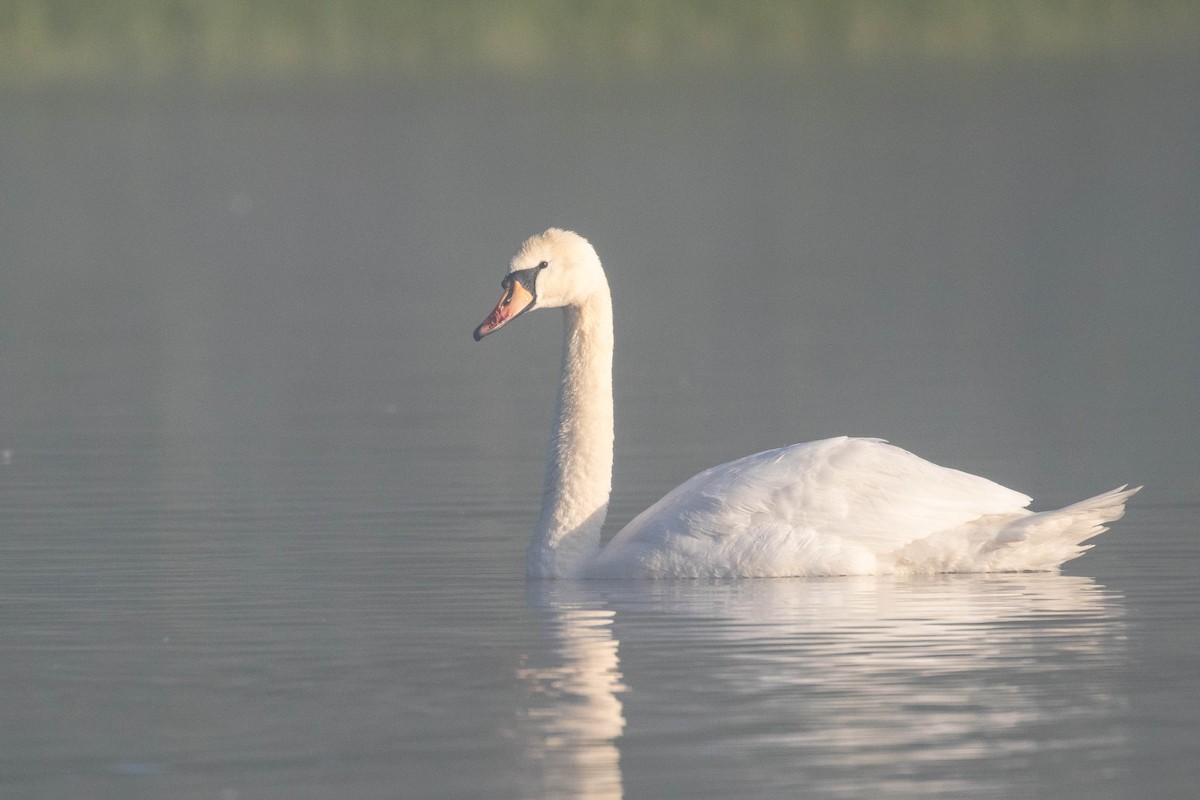 Cygne tuberculé - ML620637172