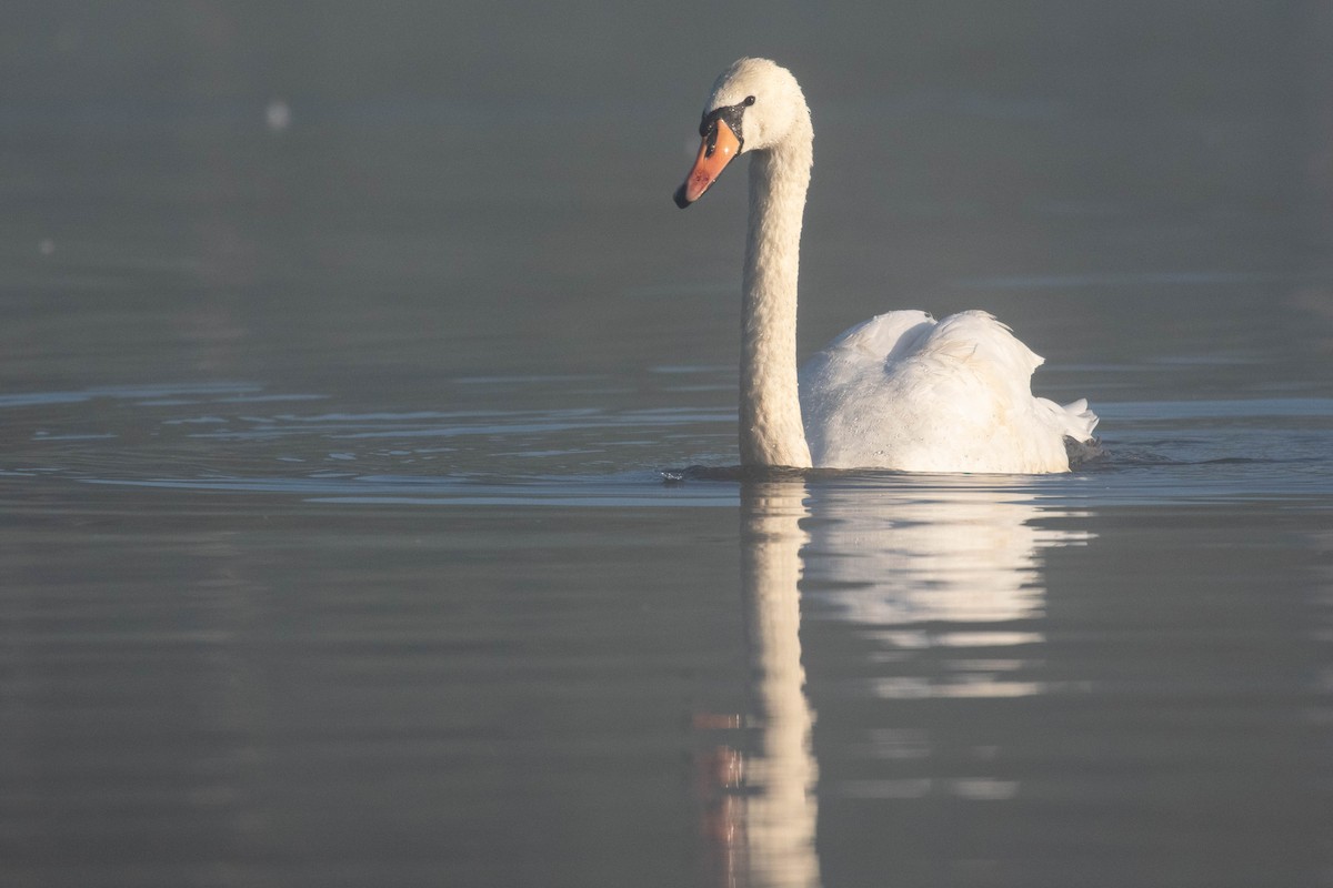 Cygne tuberculé - ML620637173