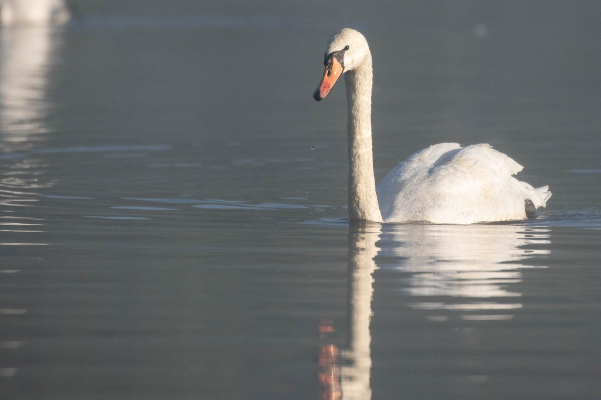 Cygne tuberculé - ML620637174